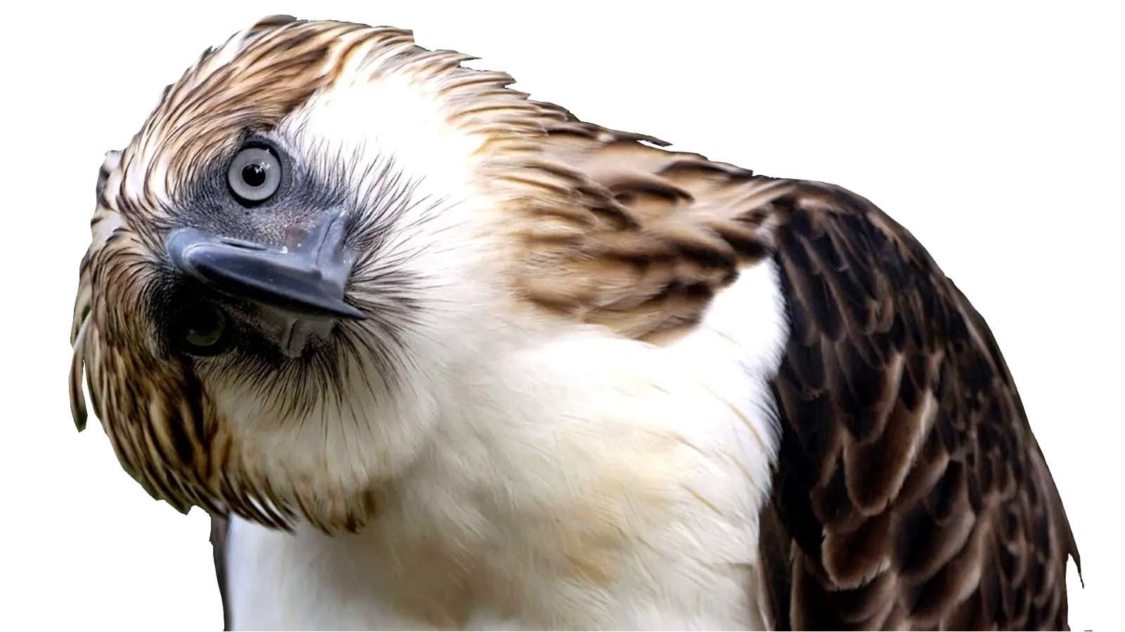 The eagle is staring at you