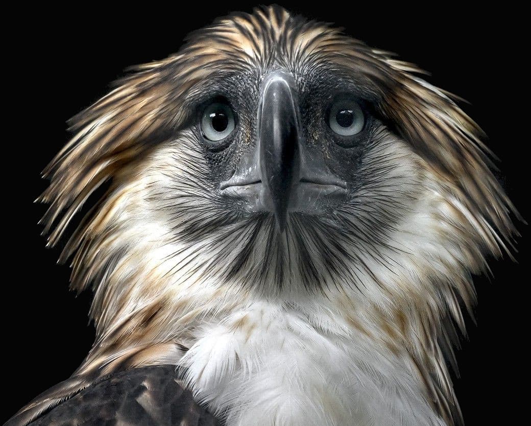 The Philippine Eagle close-up shot