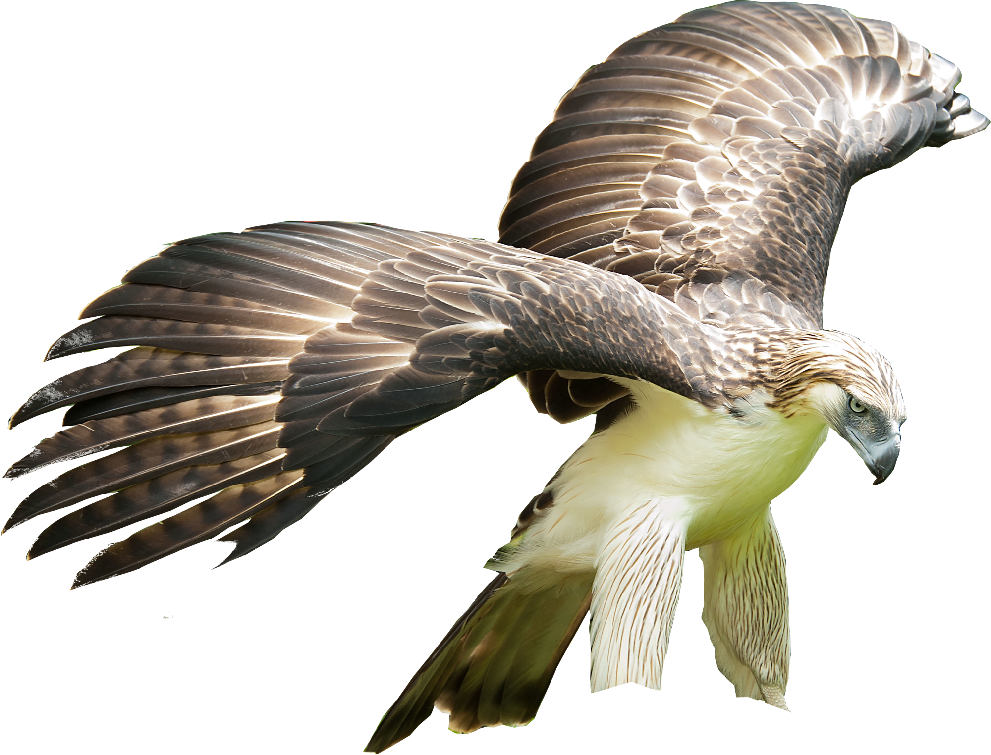 The eagle with open wings